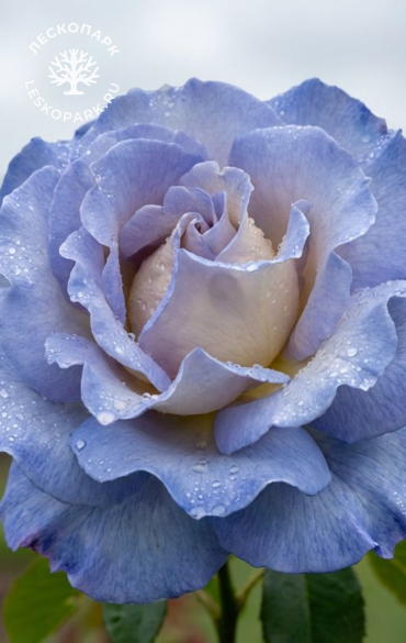 Блю Скай Фри фото 1