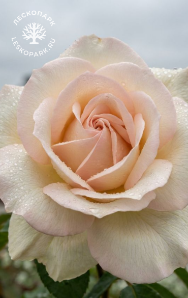 Брайдал Пиано фото 1