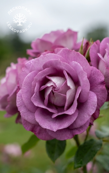 Роза флорибунда Блю фо ю фото 1