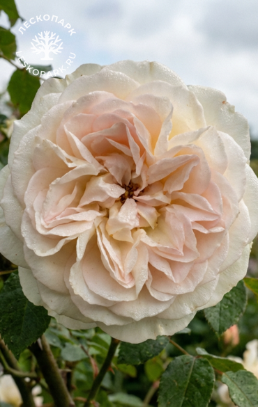 Нахеглут фото 1