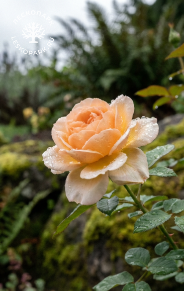 Роза миниатюрная Мими Эден фото 1