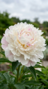 Пион Gardenia фото 1